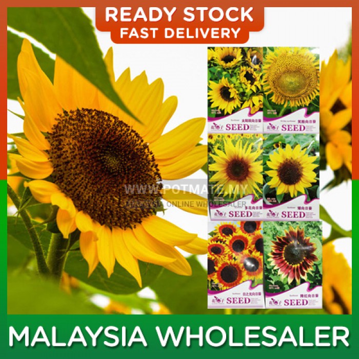7 types of Sunflower Seed / Biji Benih Bunga Matahari