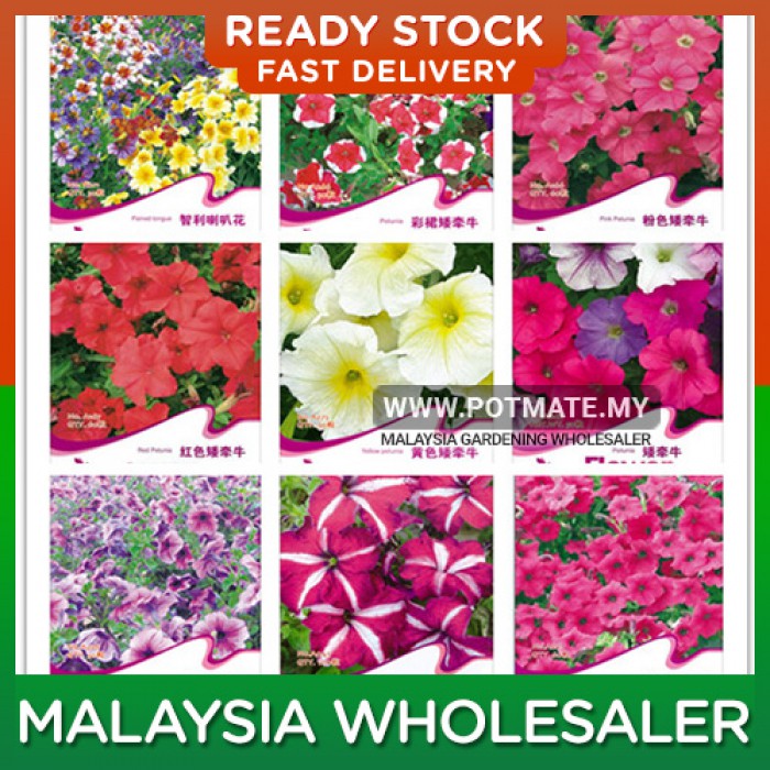 Morning Glory Petunia Species Seed Seeds Flower Goddess Vegetable Flower Fruit Herb Garden Gardening